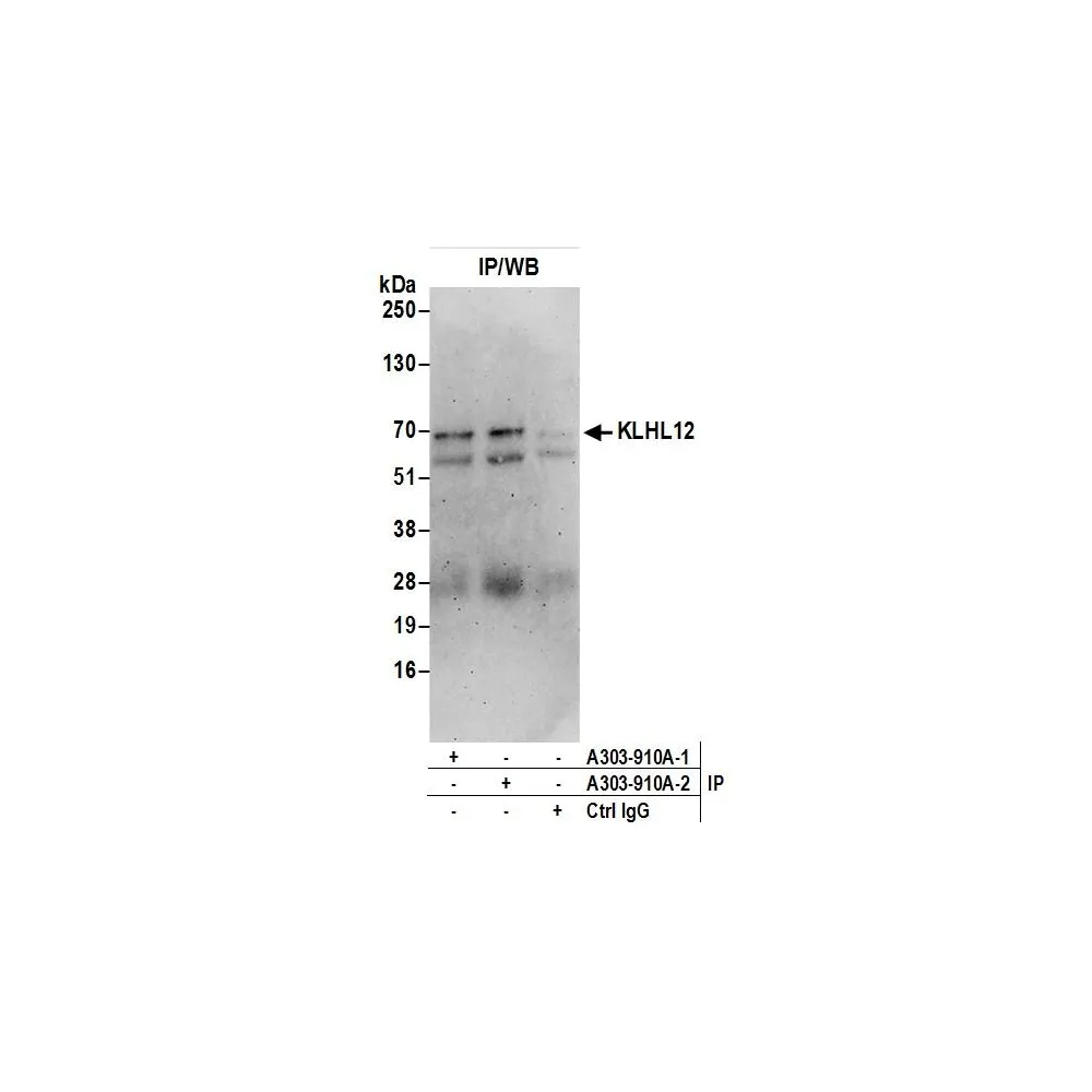 Rabbit anti-KLHL12 Antibody, Affinity Purified