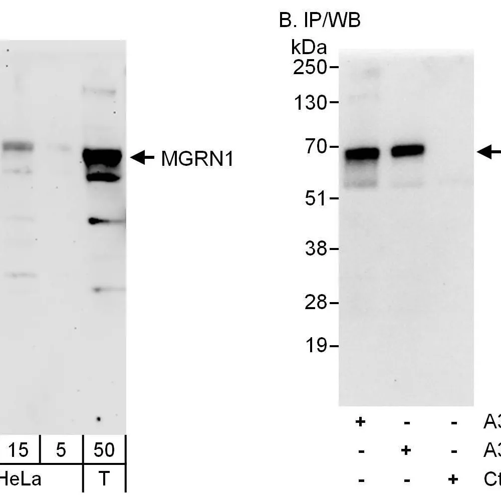 Rabbit anti-MGRN1 Antibody, Affinity Purified