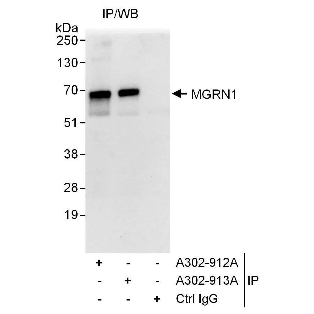 Rabbit anti-MGRN1 Antibody, Affinity Purified