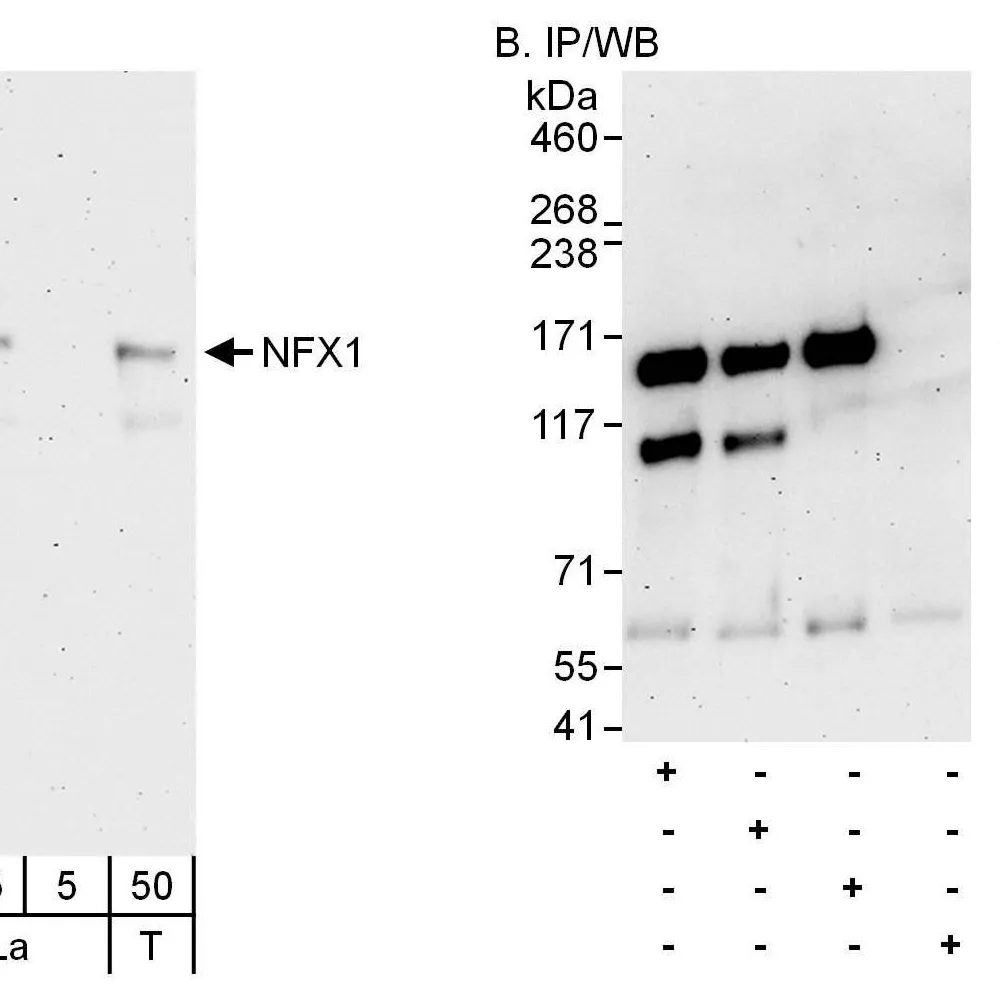 Rabbit anti-NFX1 Antibody, Affinity Purified