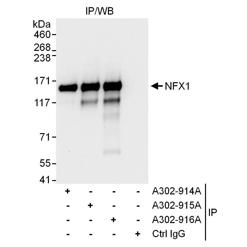 Rabbit anti-NFX1 Antibody, Affinity Purified