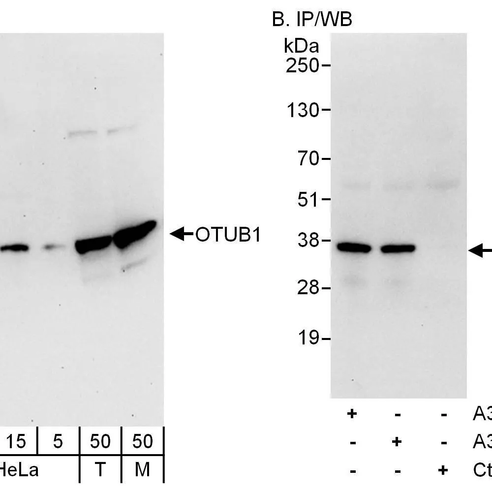 Rabbit anti-OTUB1 Antibody, Affinity Purified