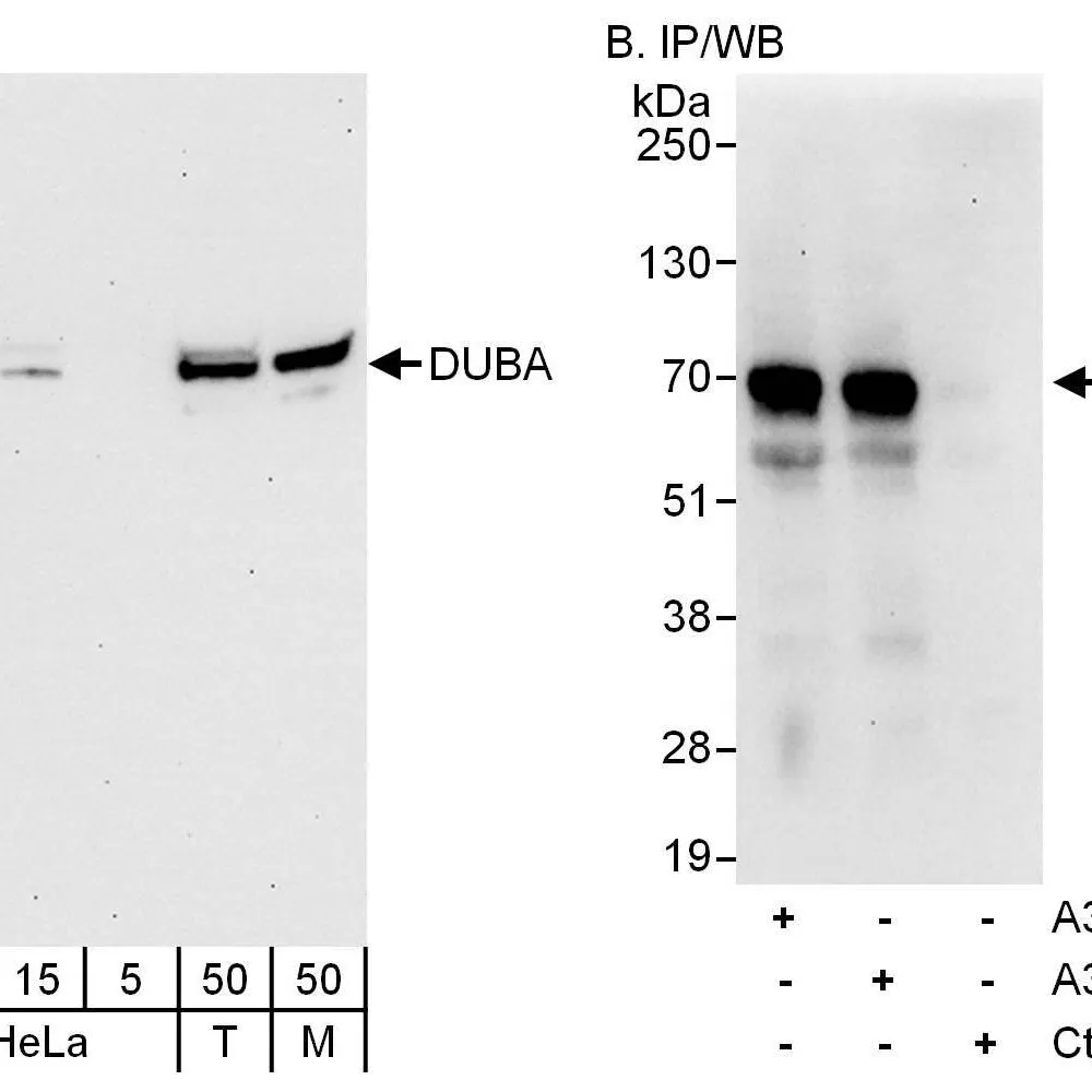 Rabbit anti-DUBA Antibody, Affinity Purified