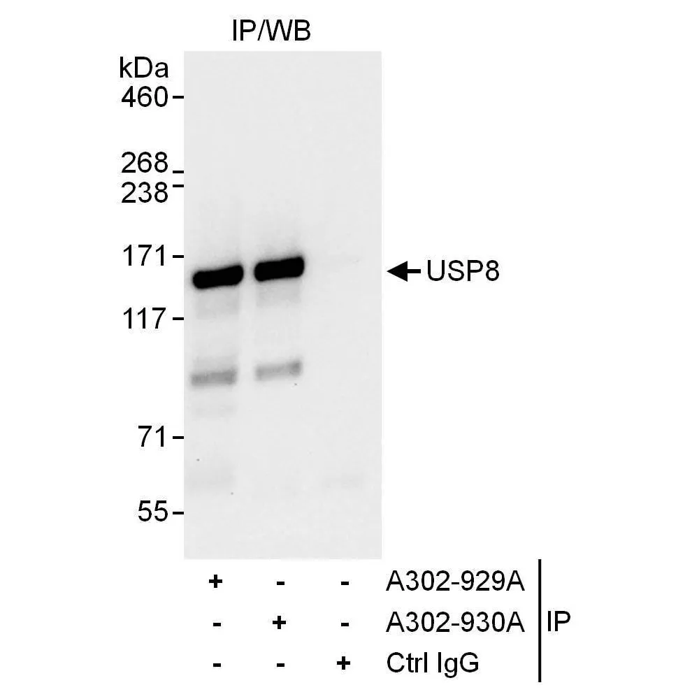 Rabbit anti-USP8 Antibody, Affinity Purified