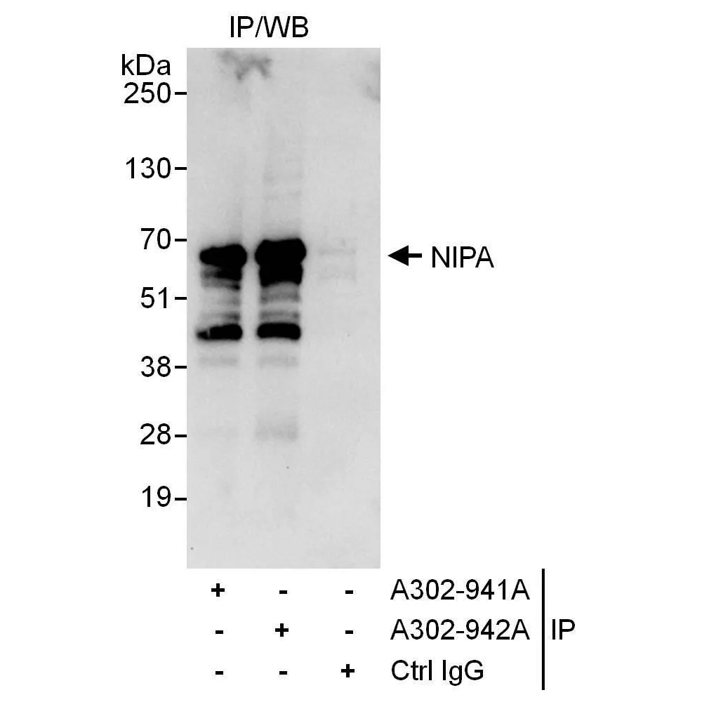 Rabbit anti-NIPA Antibody, Affinity Purified