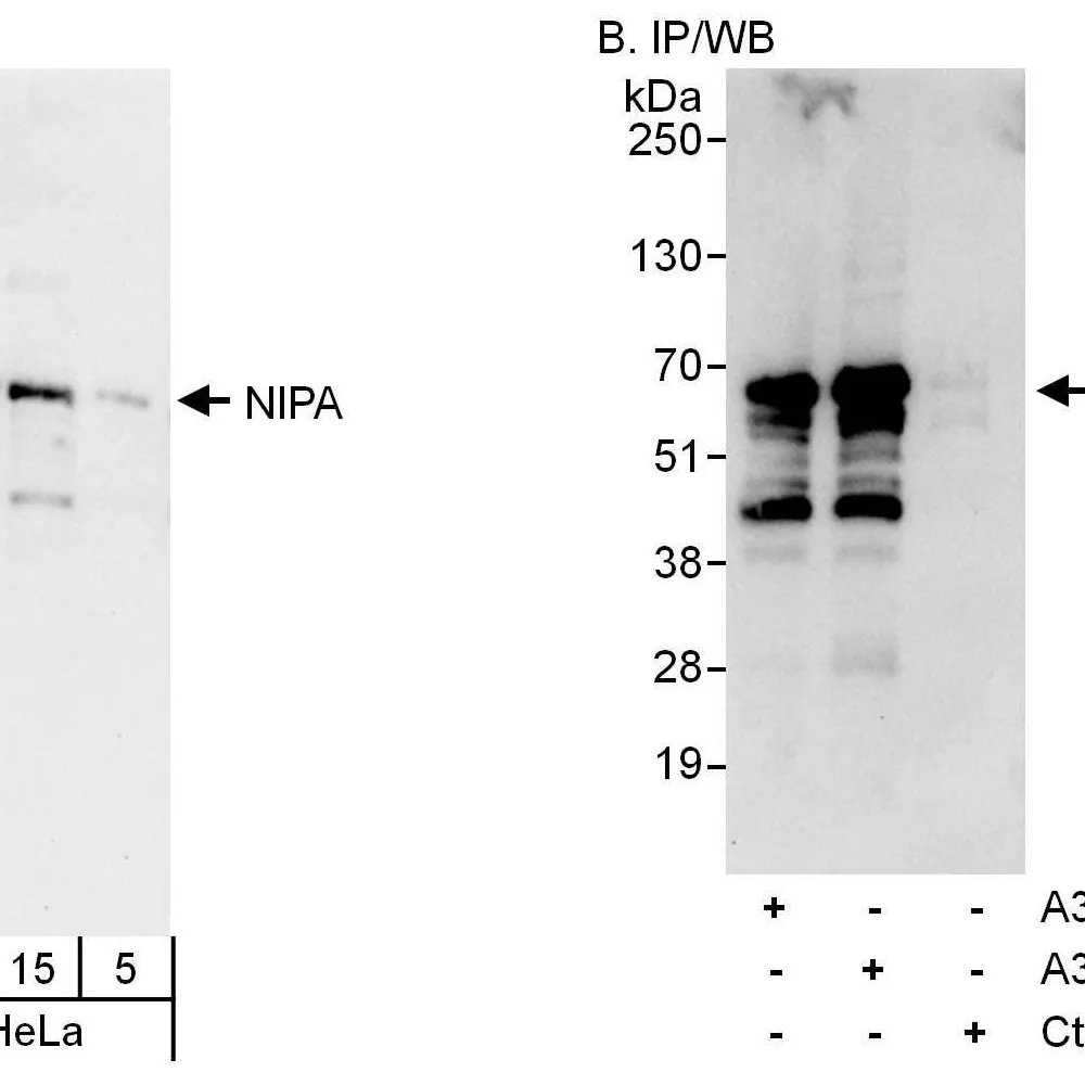 Rabbit anti-NIPA Antibody, Affinity Purified