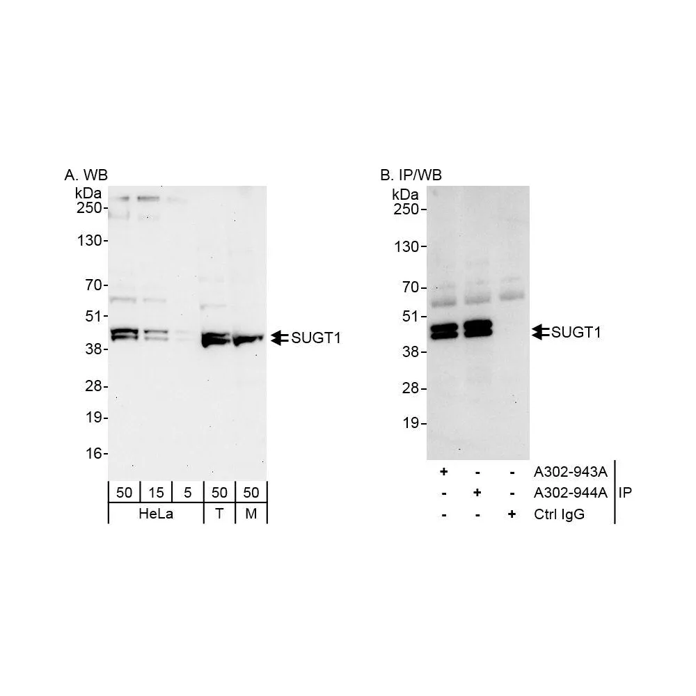 Rabbit anti-SUGT1 Antibody, Affinity Purified
