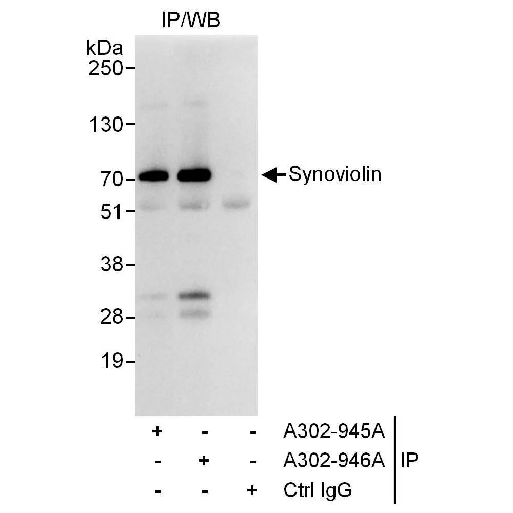 Rabbit anti-Synoviolin Antibody, Affinity Purified