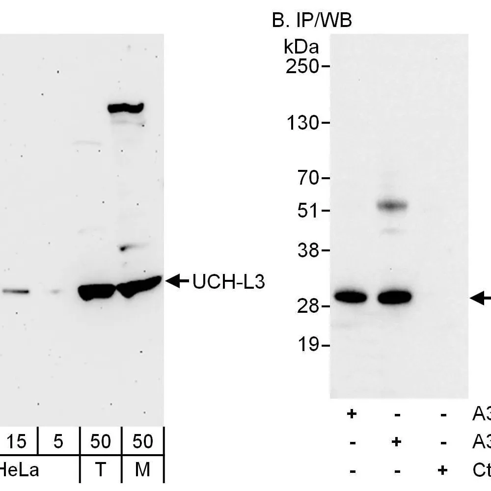 Rabbit anti-UCH-L3 Antibody, Affinity Purified