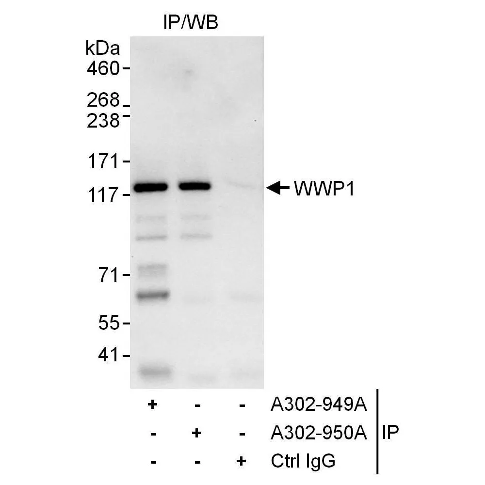 Rabbit anti-WWP1 Antibody, Affinity Purified