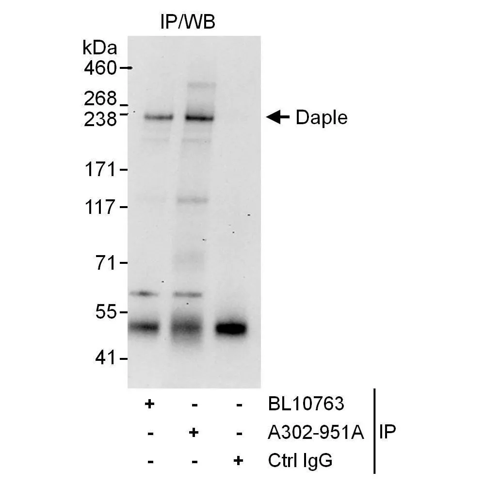 Rabbit anti-Daple Antibody, Affinity Purified