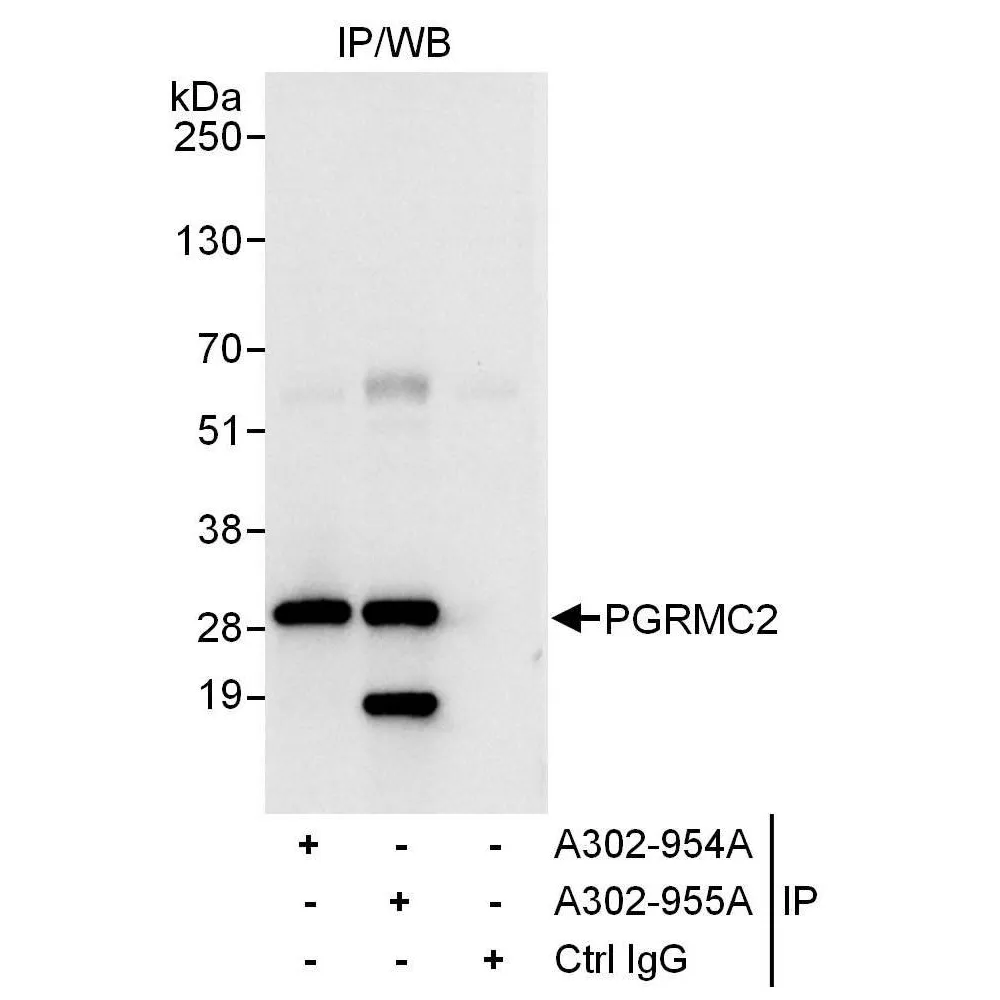 Rabbit anti-PGRMC2 Antibody, Affinity Purified