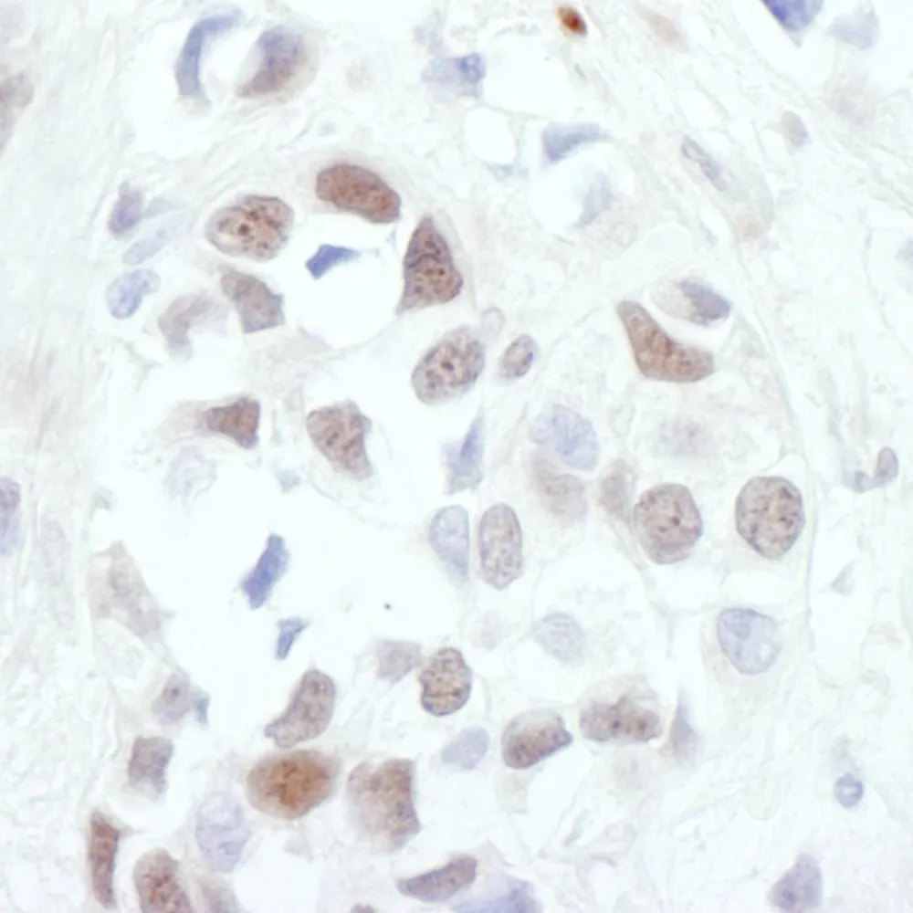 Rabbit anti-c-Jun Antibody, Affinity Purified