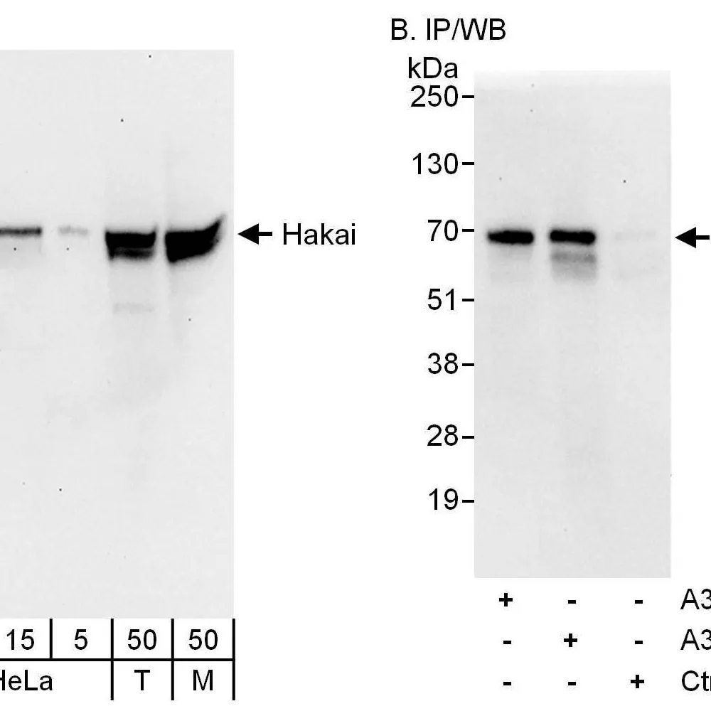Rabbit anti-Hakai Antibody, Affinity Purified