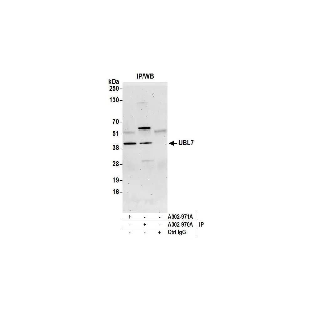 Rabbit anti-UBL7 Antibody, Affinity Purified