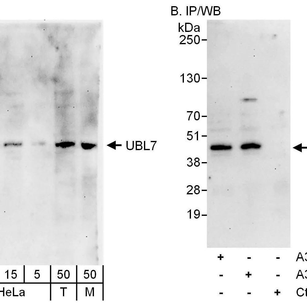 Rabbit anti-UBL7 Antibody, Affinity Purified