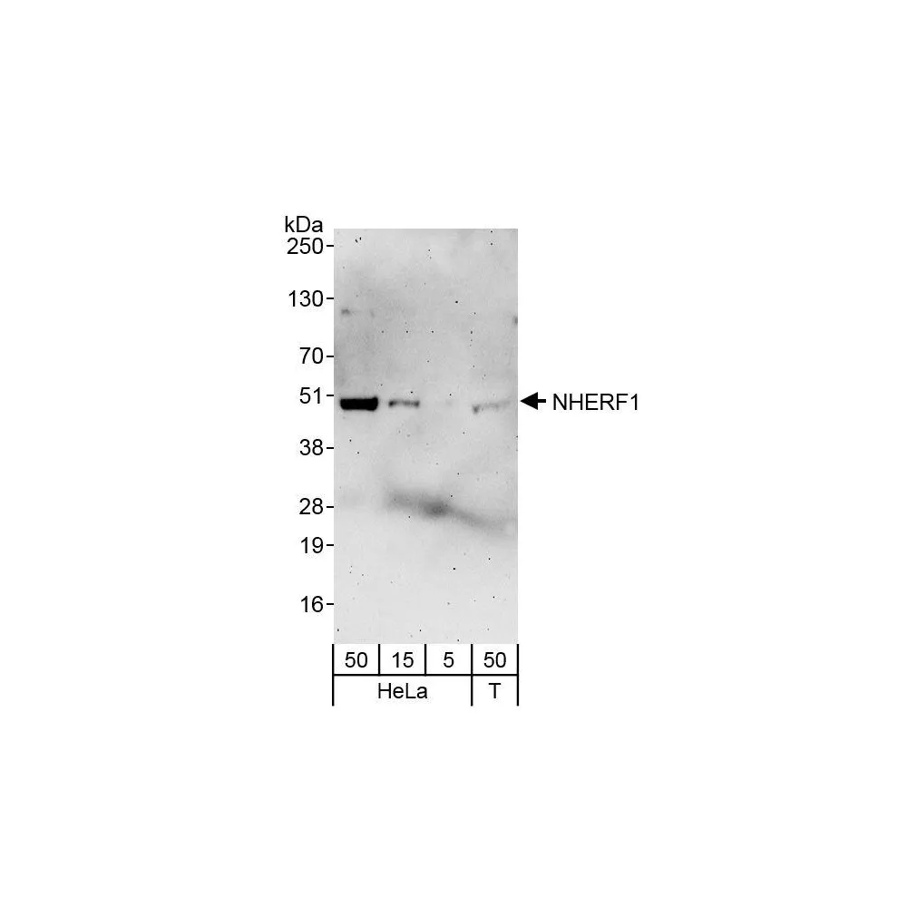 Rabbit anti-NHERF1 Antibody, Affinity Purified
