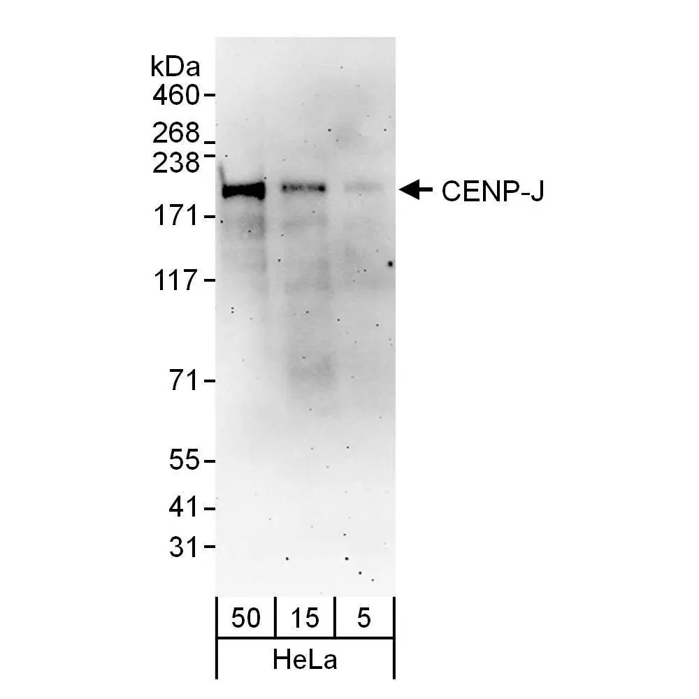 Rabbit anti-CENP-J Antibody, Affinity Purified