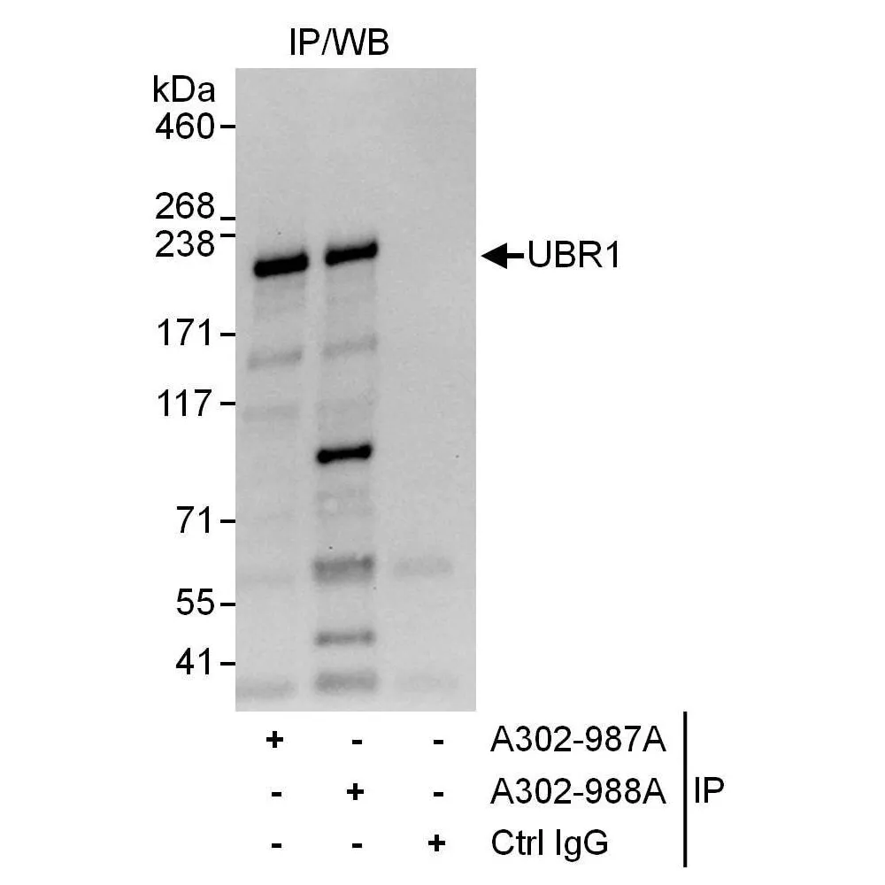 Rabbit anti-UBR1 Antibody, Affinity Purified