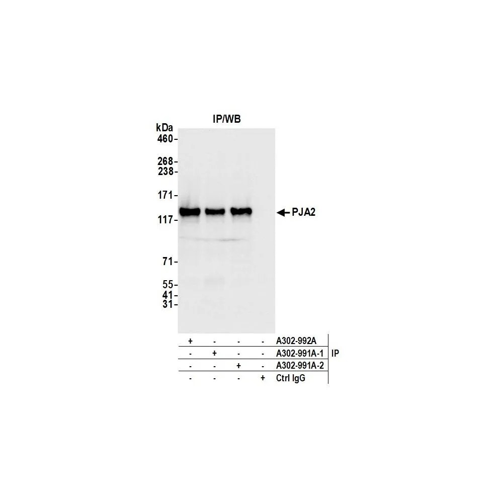 Rabbit anti-PJA2 Antibody, Affinity Purified