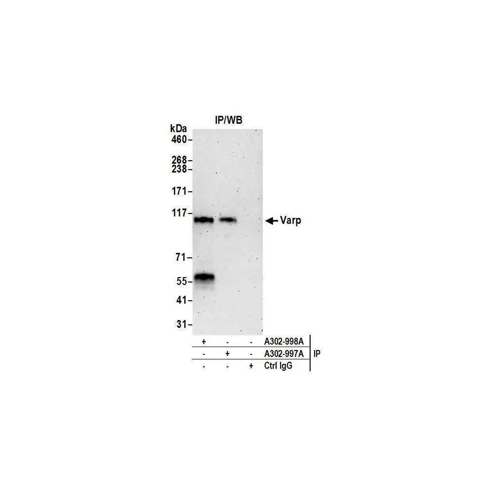 Rabbit anti-Varp Antibody, Affinity Purified