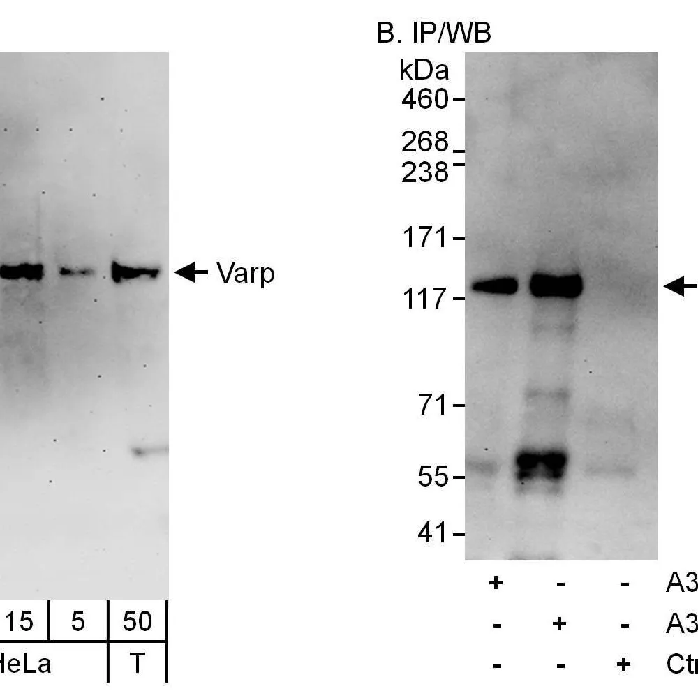 Rabbit anti-Varp Antibody, Affinity Purified