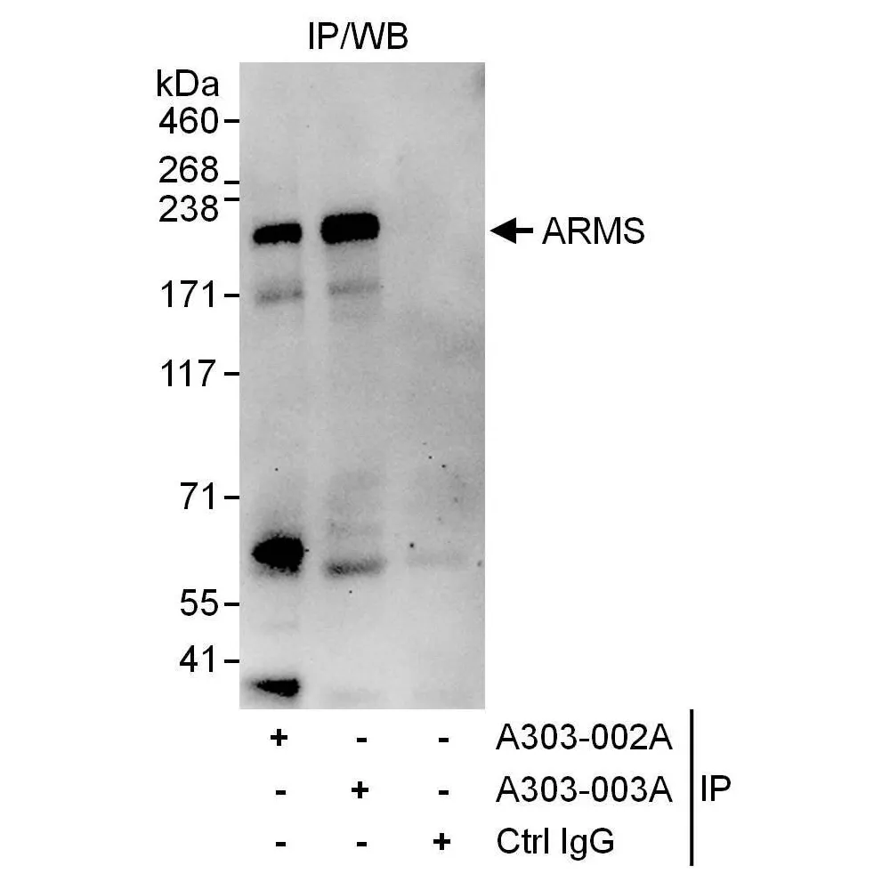 Rabbit anti-ARMS Antibody, Affinity Purified