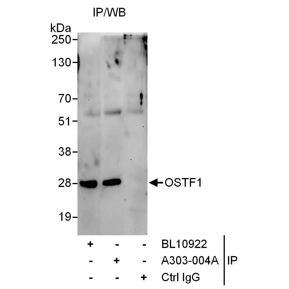 Rabbit anti-OSTF1 Antibody, Affinity Purified