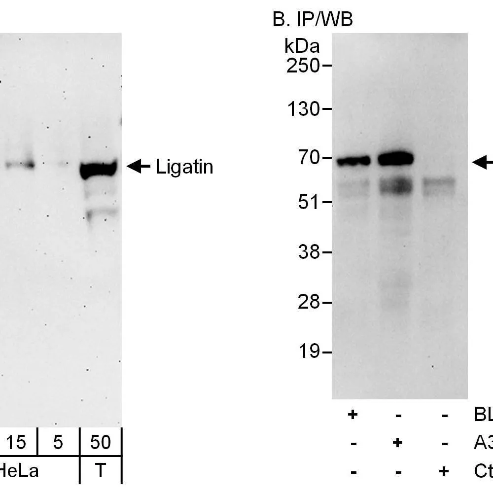 Rabbit anti-Ligatin Antibody, Affinity Purified