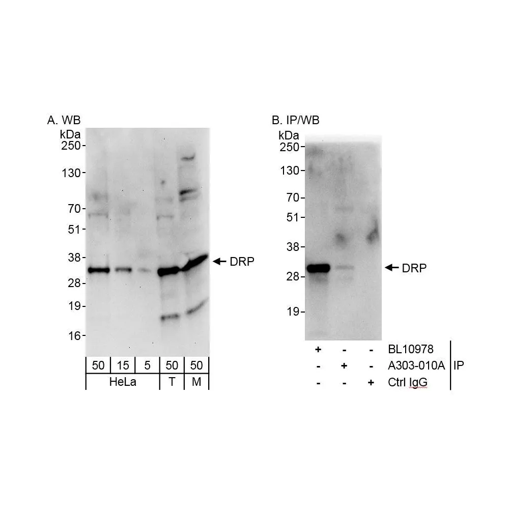 Rabbit anti-DRP Antibody, Affinity Purified