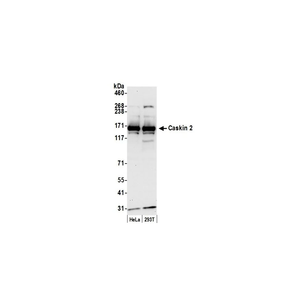 Rabbit anti-Caskin 2 Antibody, Affinity Purified