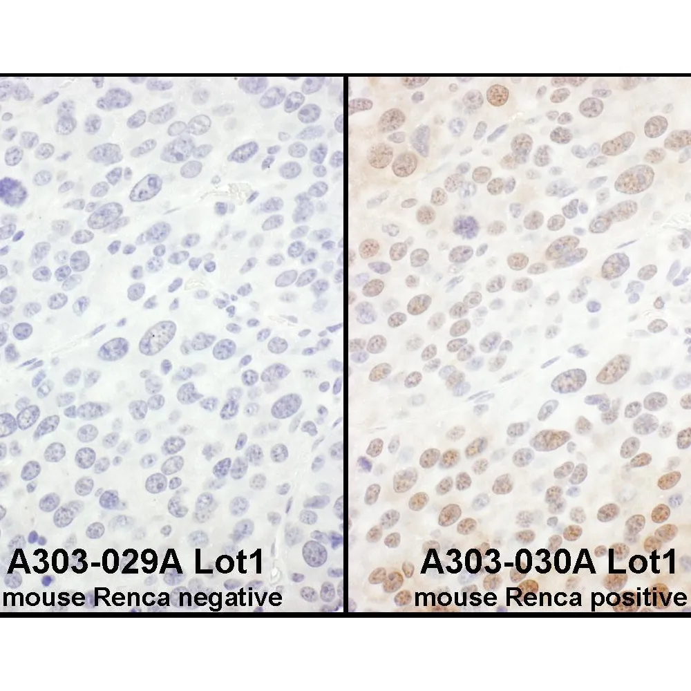 Rabbit anti-eIF6 Antibody, Affinity Purified