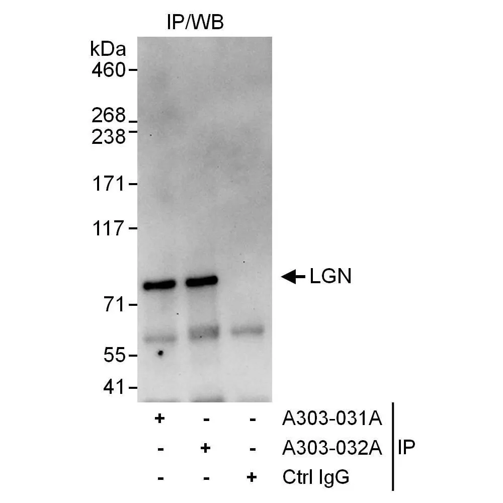 Rabbit anti-LGN Antibody, Affinity Purified