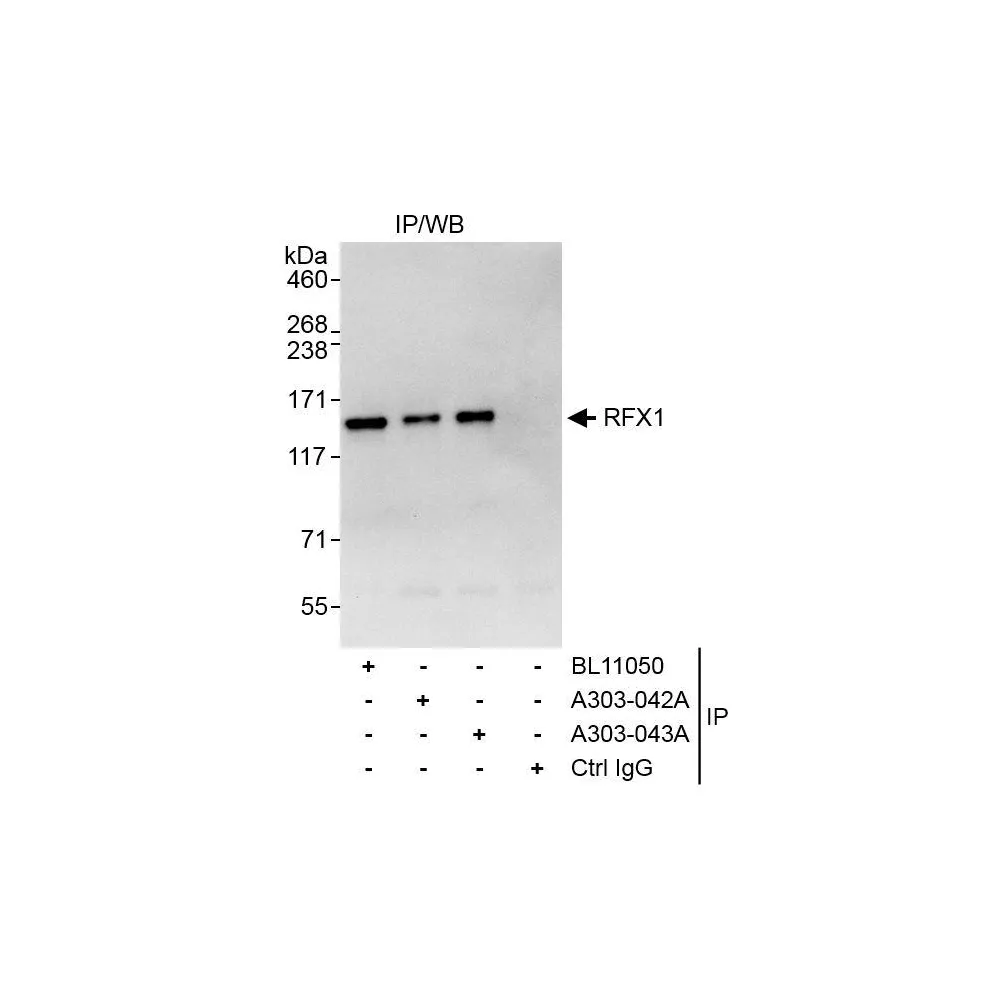 Rabbit anti-RFX1 Antibody, Affinity Purified