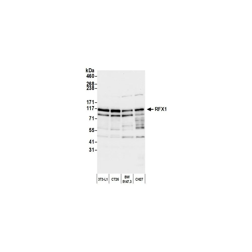 Rabbit anti-RFX1 Antibody, Affinity Purified