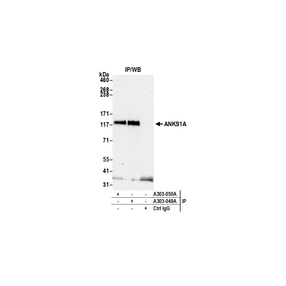 Rabbit anti-ANKS1A Antibody, Affinity Purified