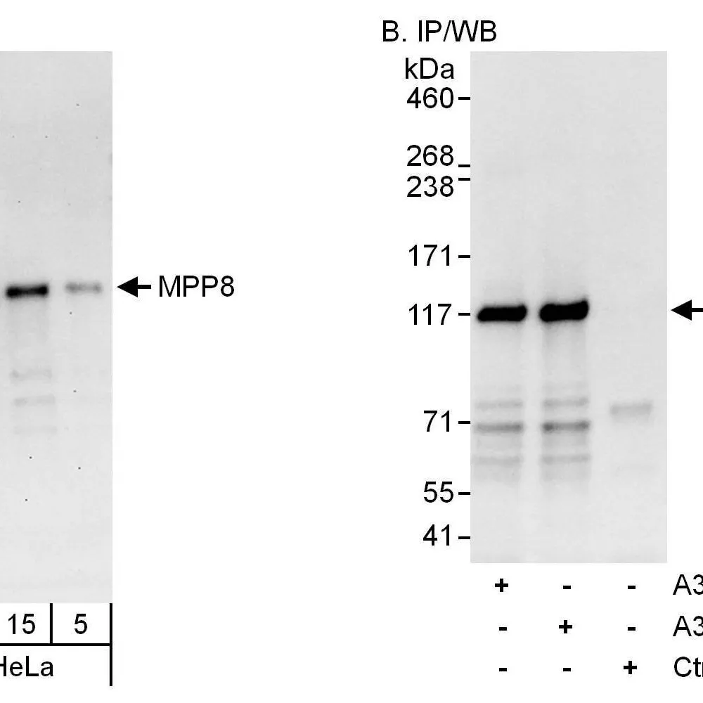 Rabbit anti-MPP8 Antibody, Affinity Purified