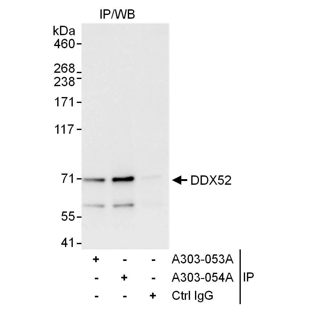 Rabbit anti-DDX52 Antibody, Affinity Purified