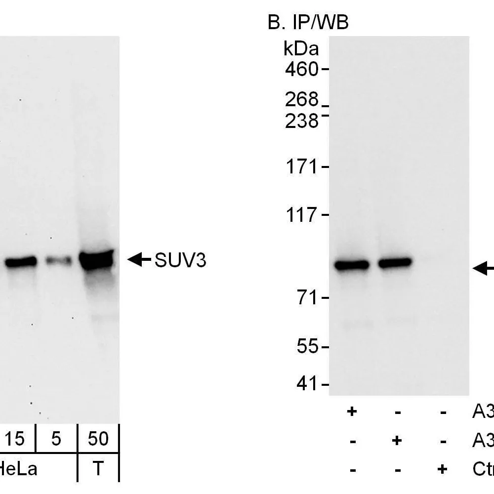 Rabbit anti-SUV3 Antibody, Affinity Purified