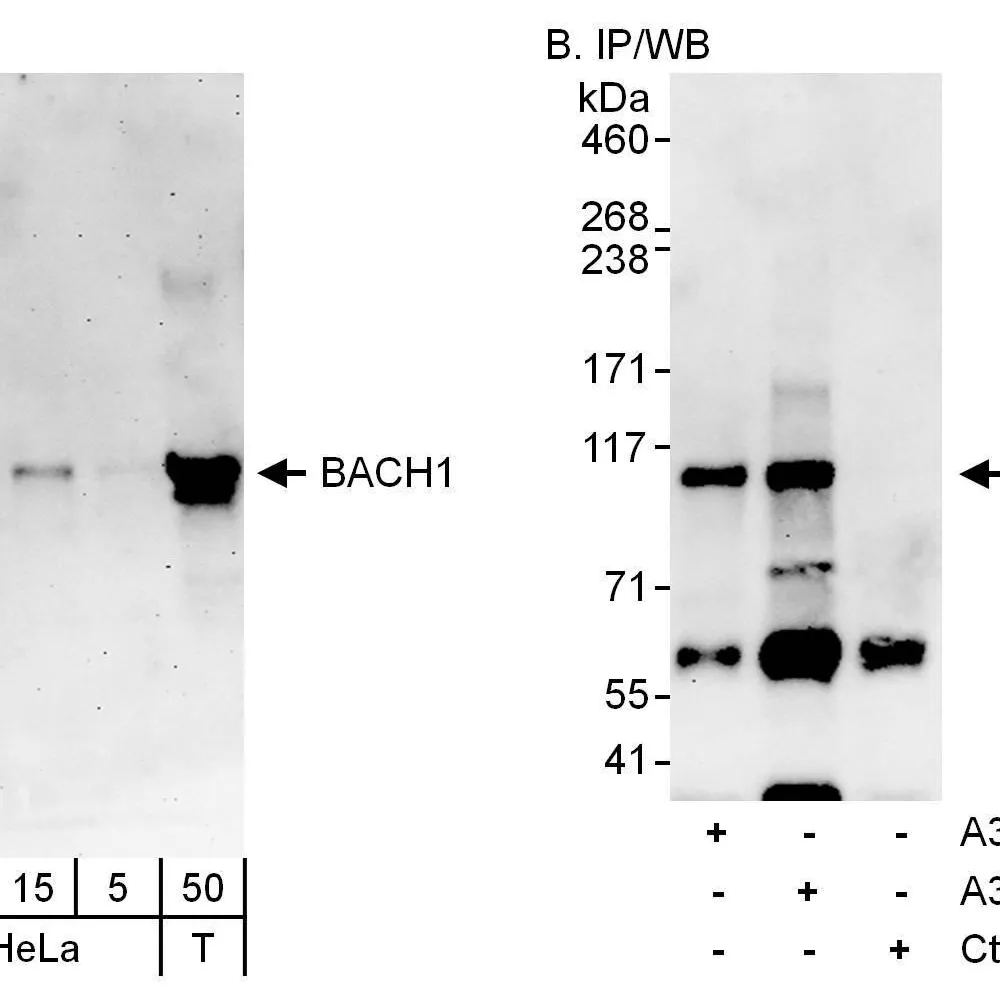 Rabbit anti-BACH1 Antibody, Affinity Purified