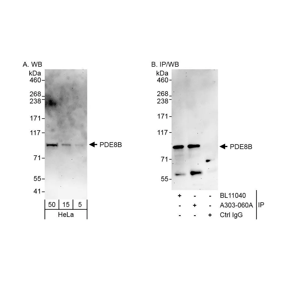 Rabbit anti-PDE8B Antibody, Affinity Purified
