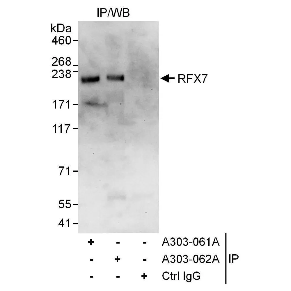 Rabbit anti-RFX7 Antibody, Affinity Purified