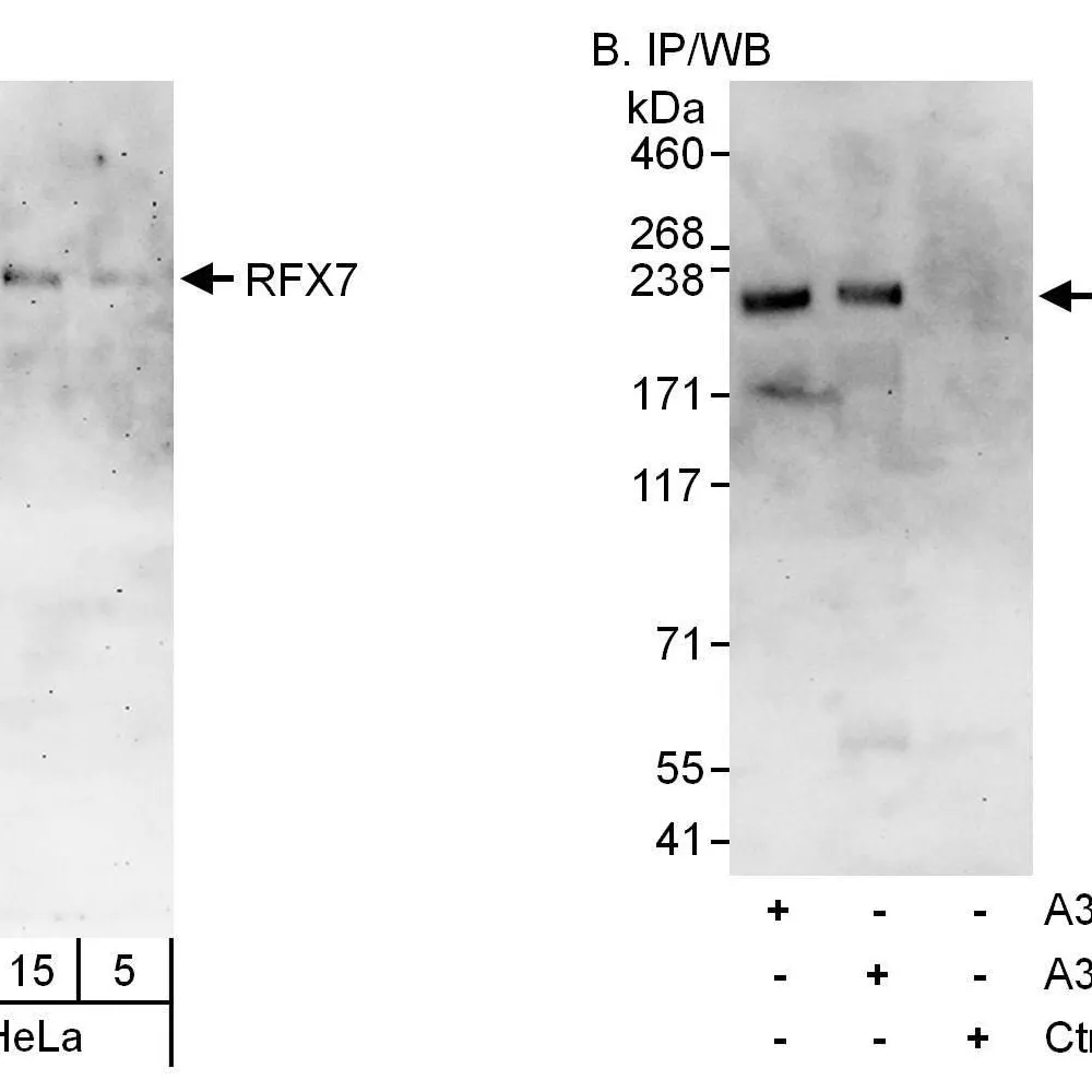 Rabbit anti-RFX7 Antibody, Affinity Purified
