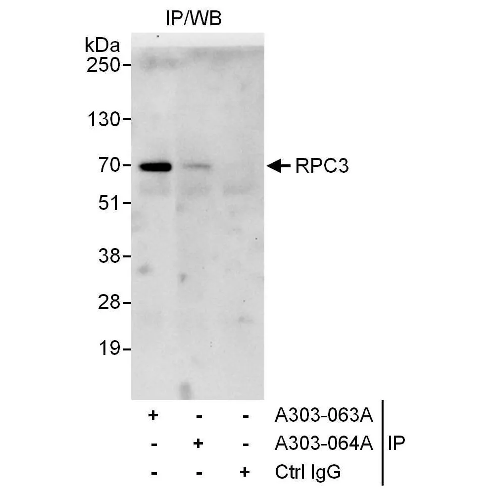 Rabbit anti-RPC3 Antibody, Affinity Purified