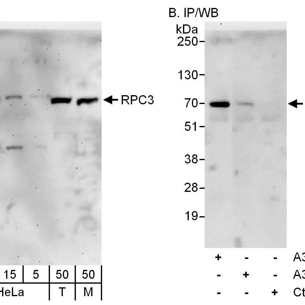Rabbit anti-RPC3 Antibody, Affinity Purified
