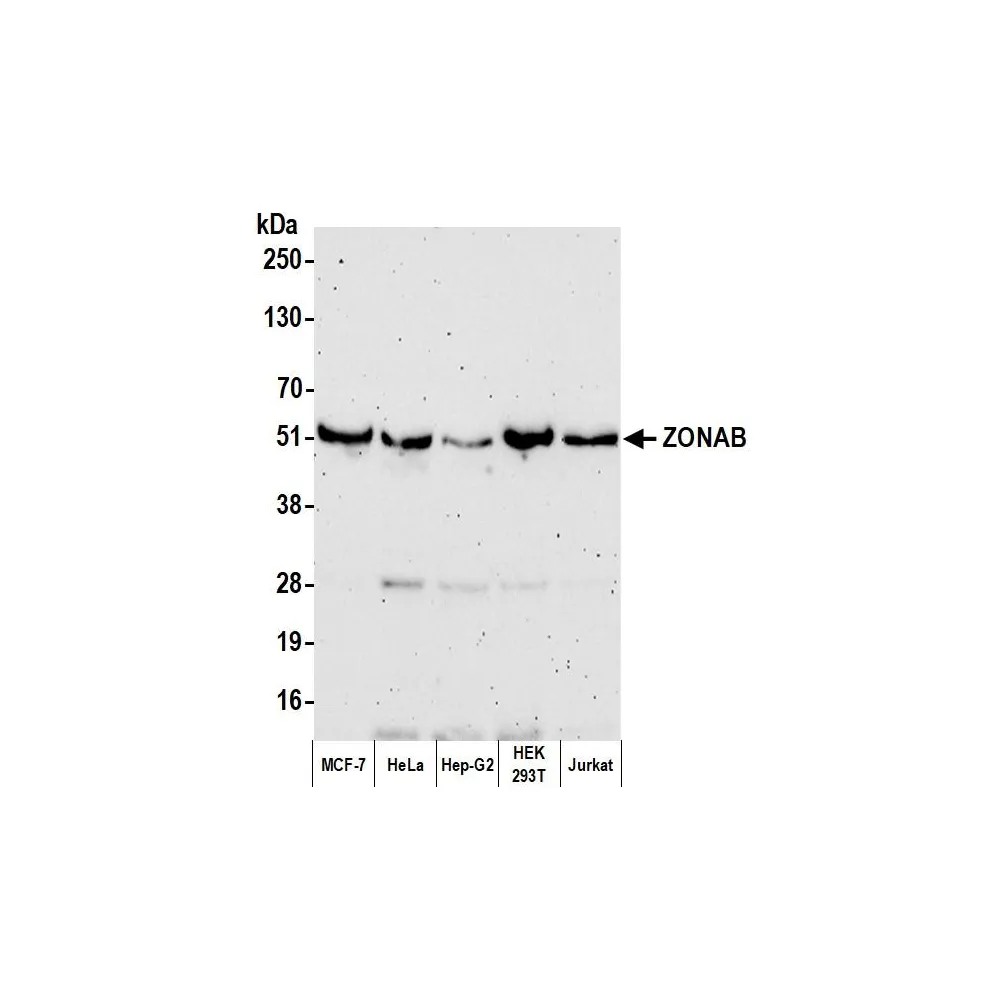 Rabbit anti-ZONAB Antibody, Affinity Purified