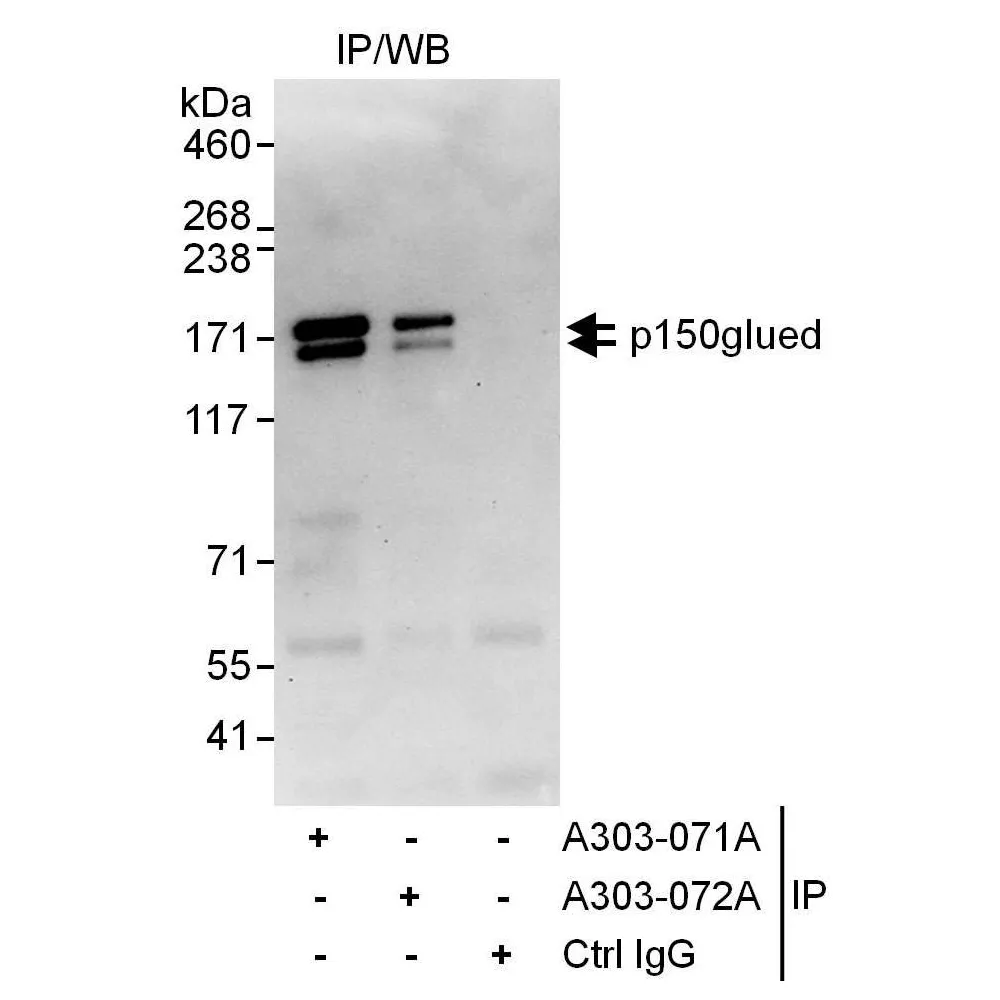 Rabbit anti-p150glued Antibody, Affinity Purified