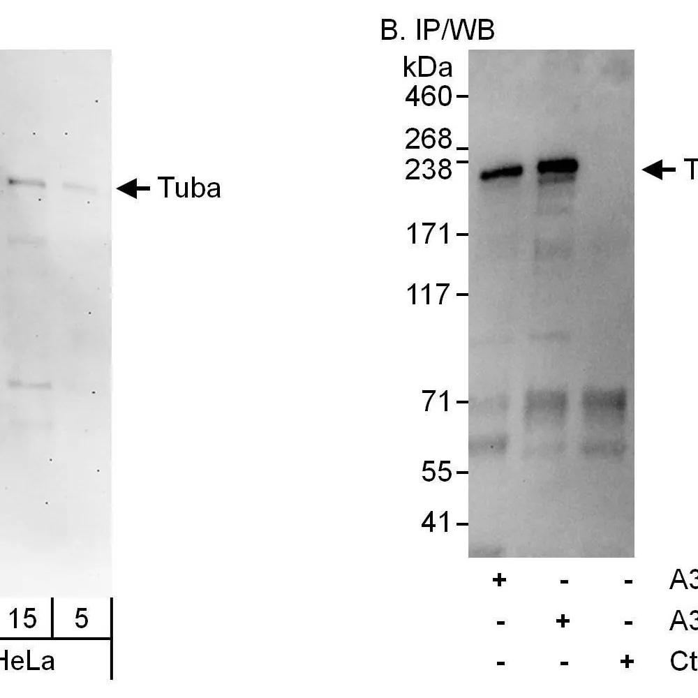 Rabbit anti-Tuba Antibody, Affinity Purified