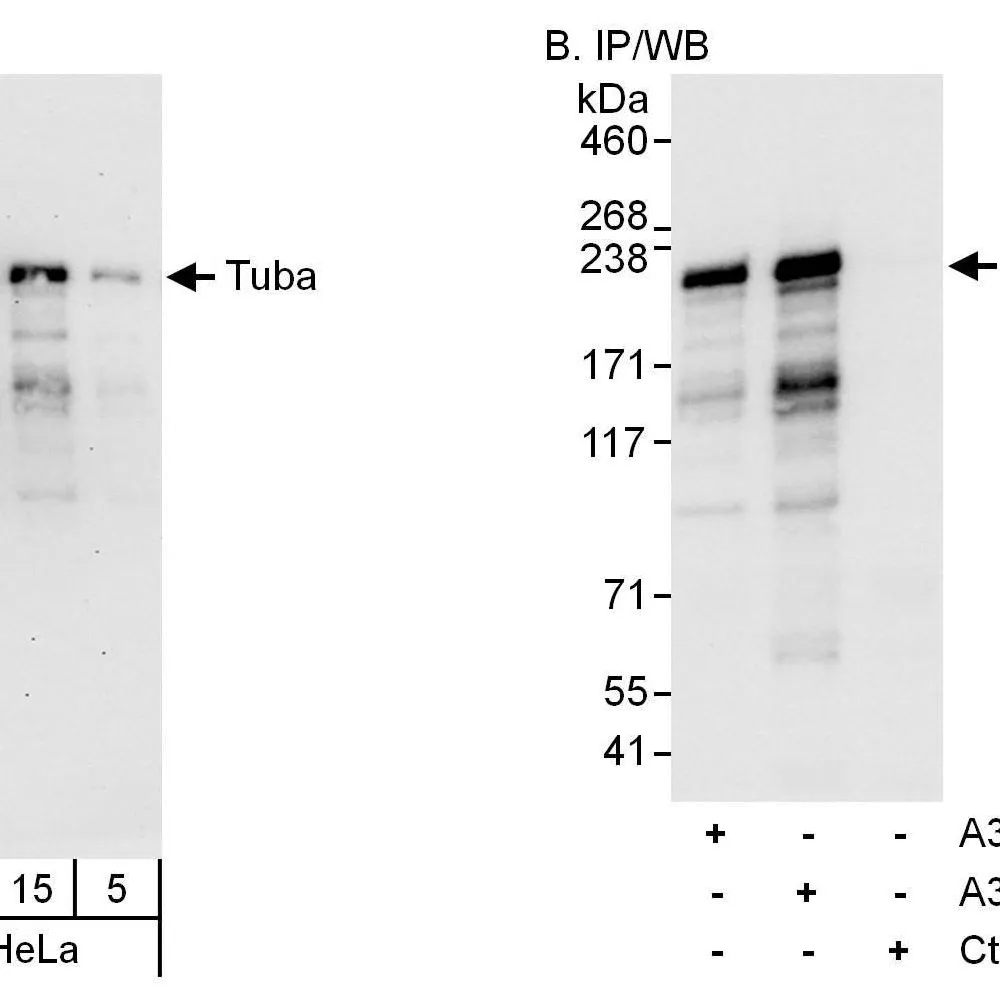 Rabbit anti-Tuba Antibody, Affinity Purified