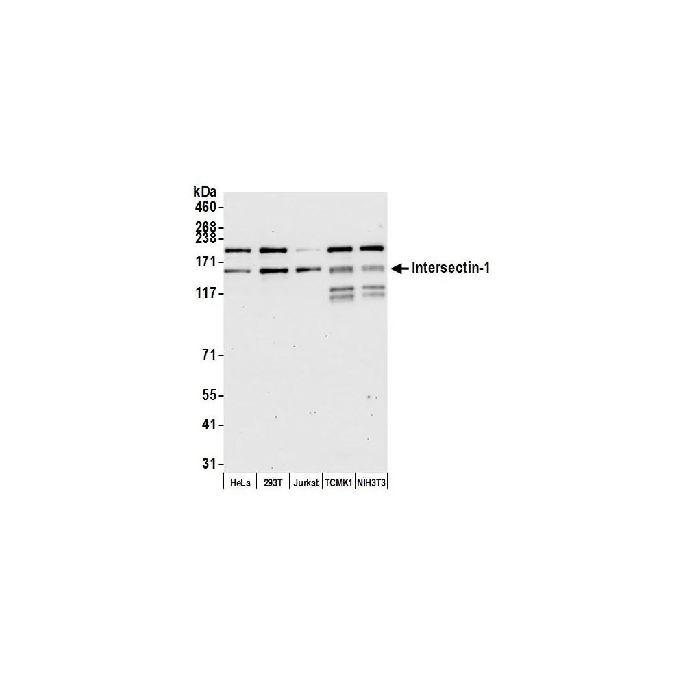 Rabbit anti-Intersectin 1 Antibody, Affinity Purified